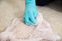 Carpet Cleaning Service Fairfax &ndash; Refresh Your Home with Cardinal Cleaning Solution